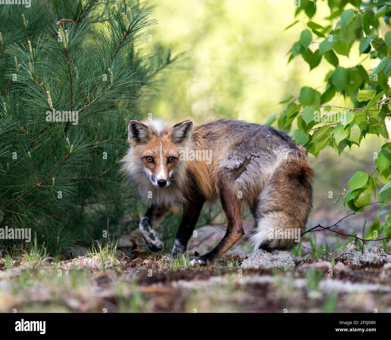 Red Fox primo piano profilo vista laterale in primavera con sfondo di foresta sfocata e il suo ambiente e habitat. Immagine FOX. Immagine. Verticale. Foto Stock