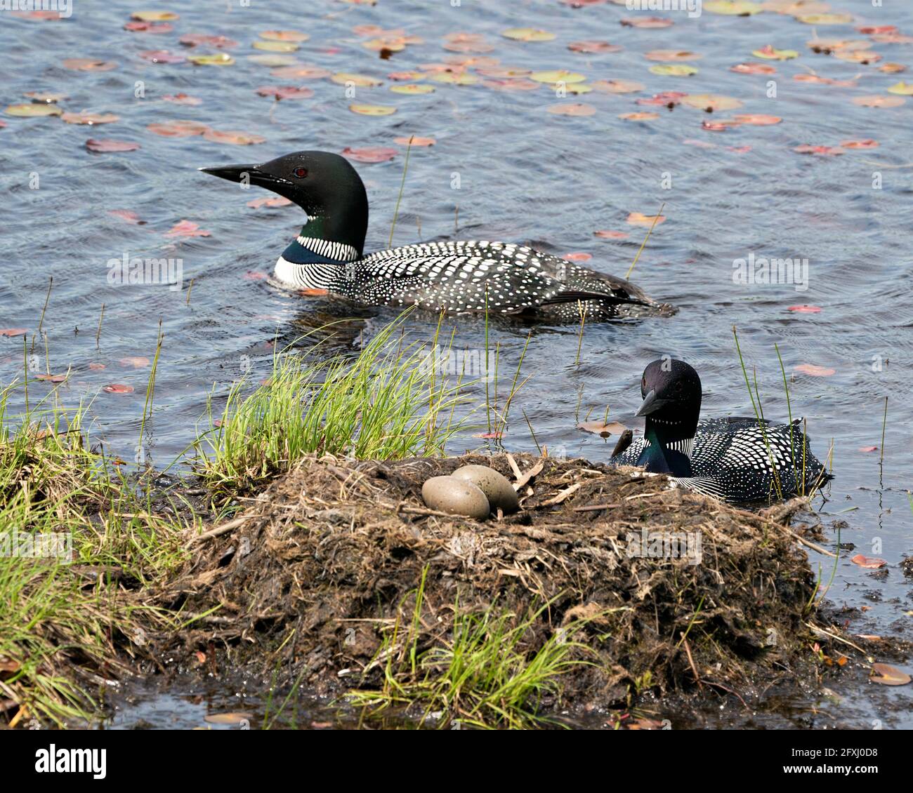 Comune Loon coppia primo piano profilo vista nuotare intorno al nido e uova guardiano e proteggere le loro uova di covata nel loro ambiente e habitat. Foto Stock