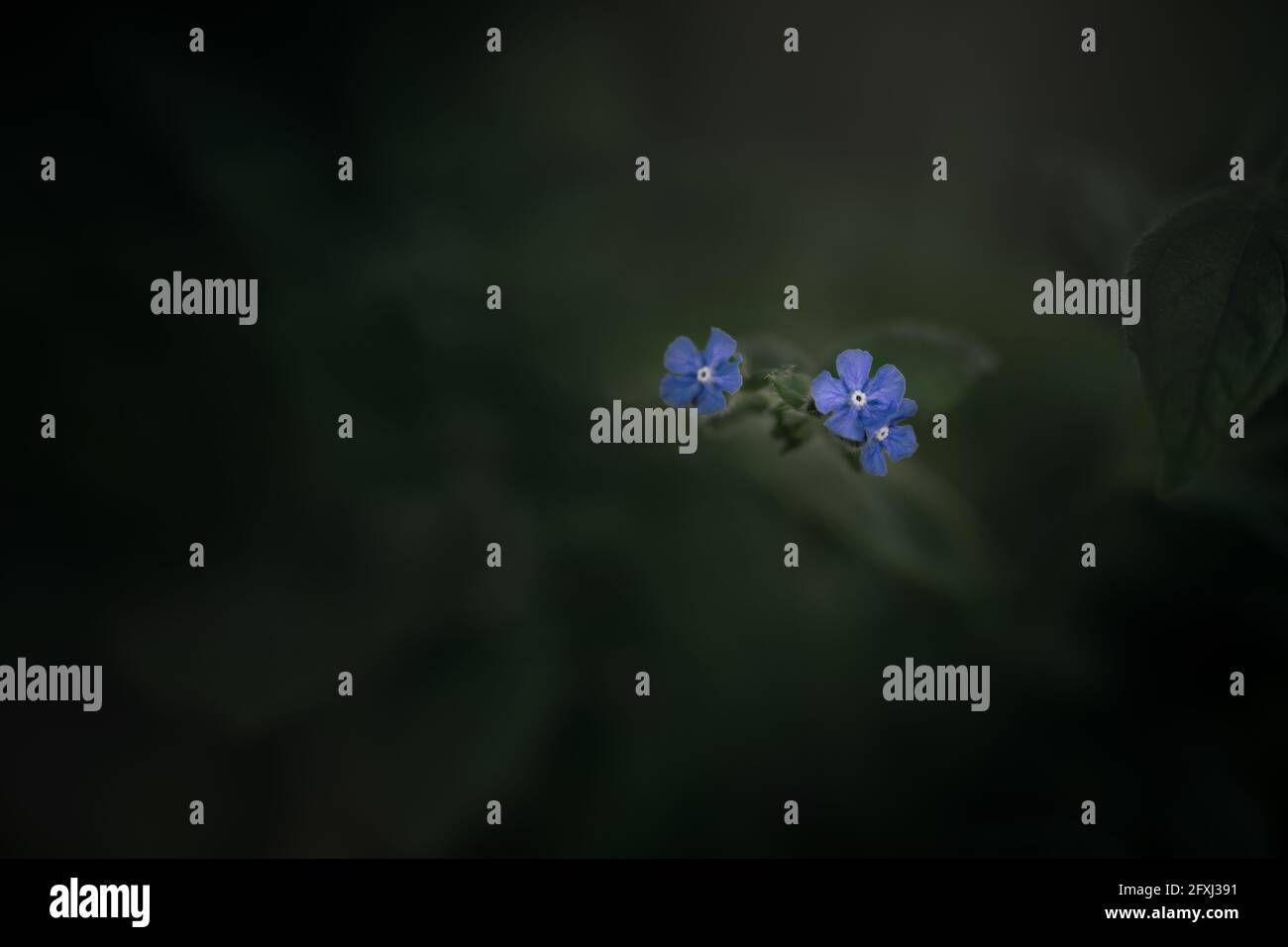 Fiori blu, blu, fiore, natura, macro, bellezza, buio, moody, umore, dettagli, primo piano, profondità Foto Stock
