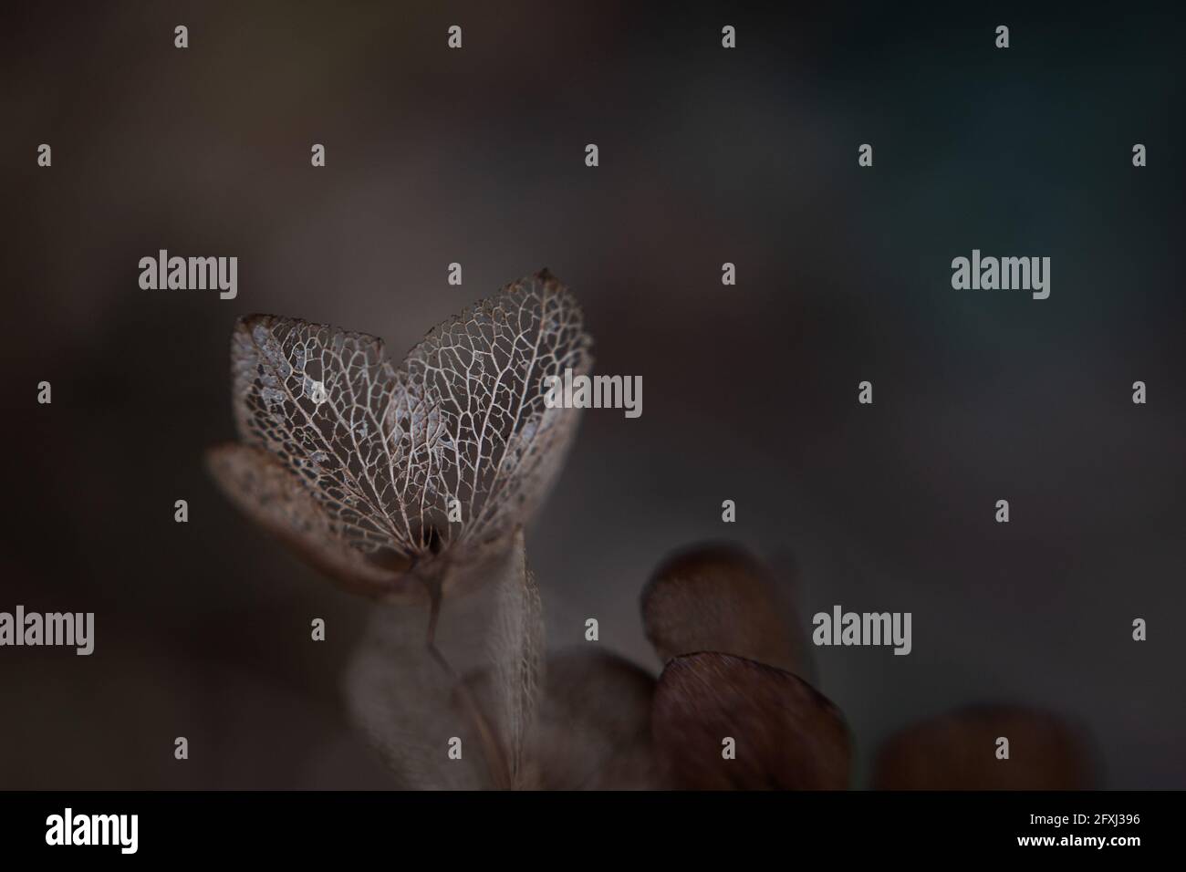 Hydrangea, autunno, caduta, asciutto, pianta, piante, fiori, fiori, giardino, bello, bella, natura, macro, colore, colore Foto Stock