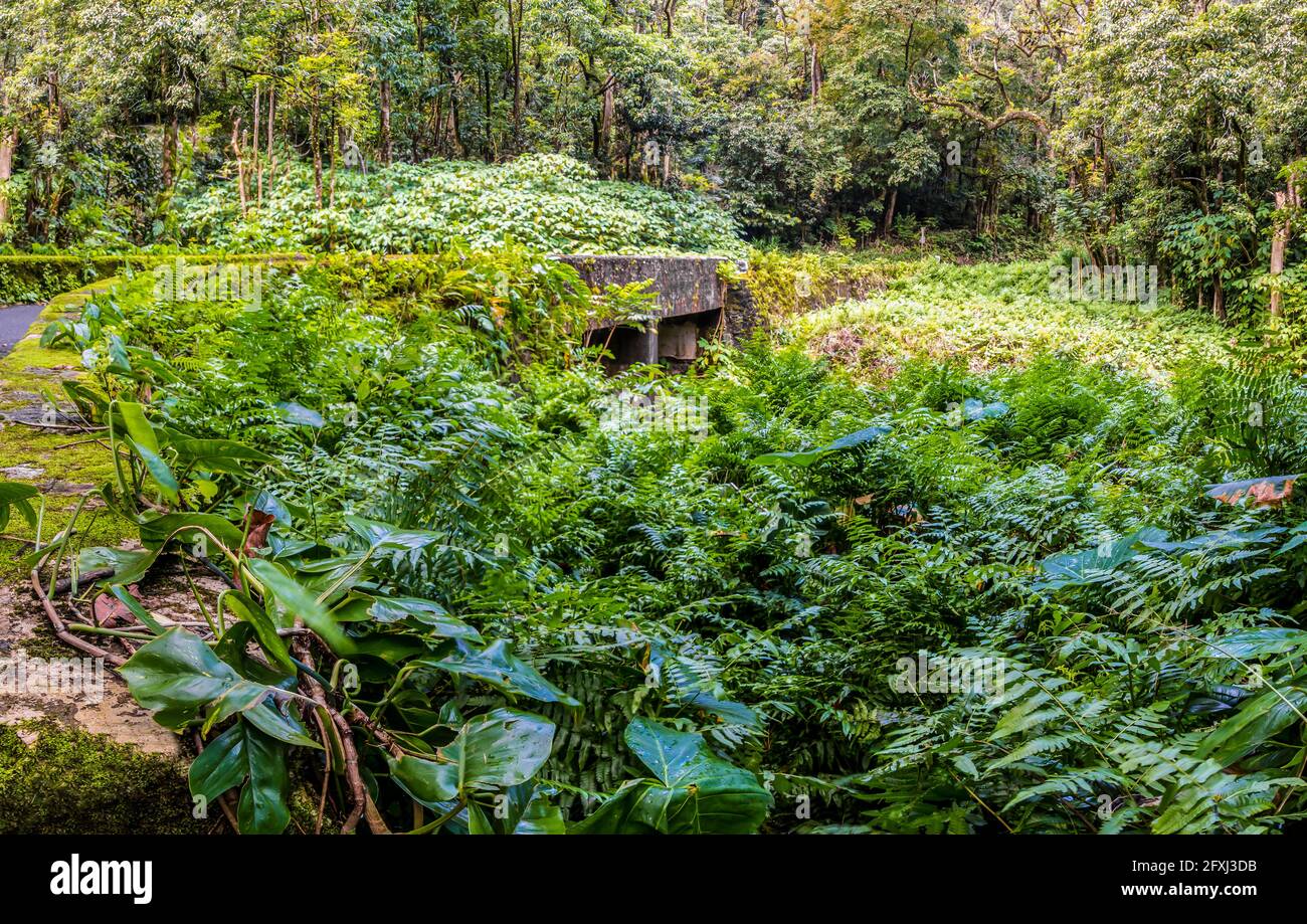 Tropical Rainforest e One Lane Bridge sulla strada per Hana, Maui, Hawaii, Stati Uniti Foto Stock