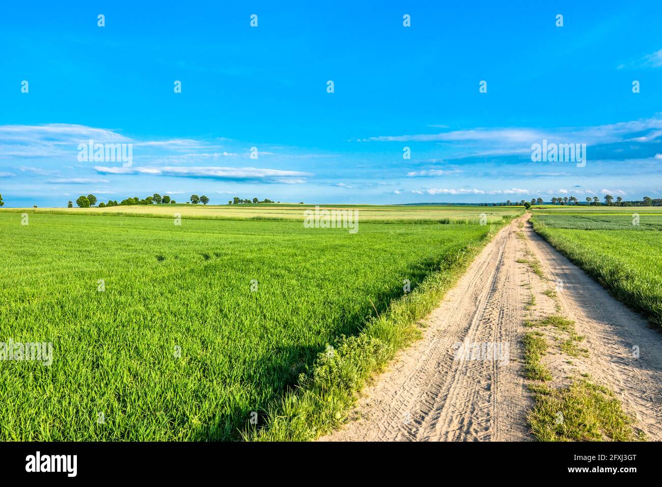 Cielo blu, strada e campo con erba verde in primavera, paesaggio di campagna Foto Stock