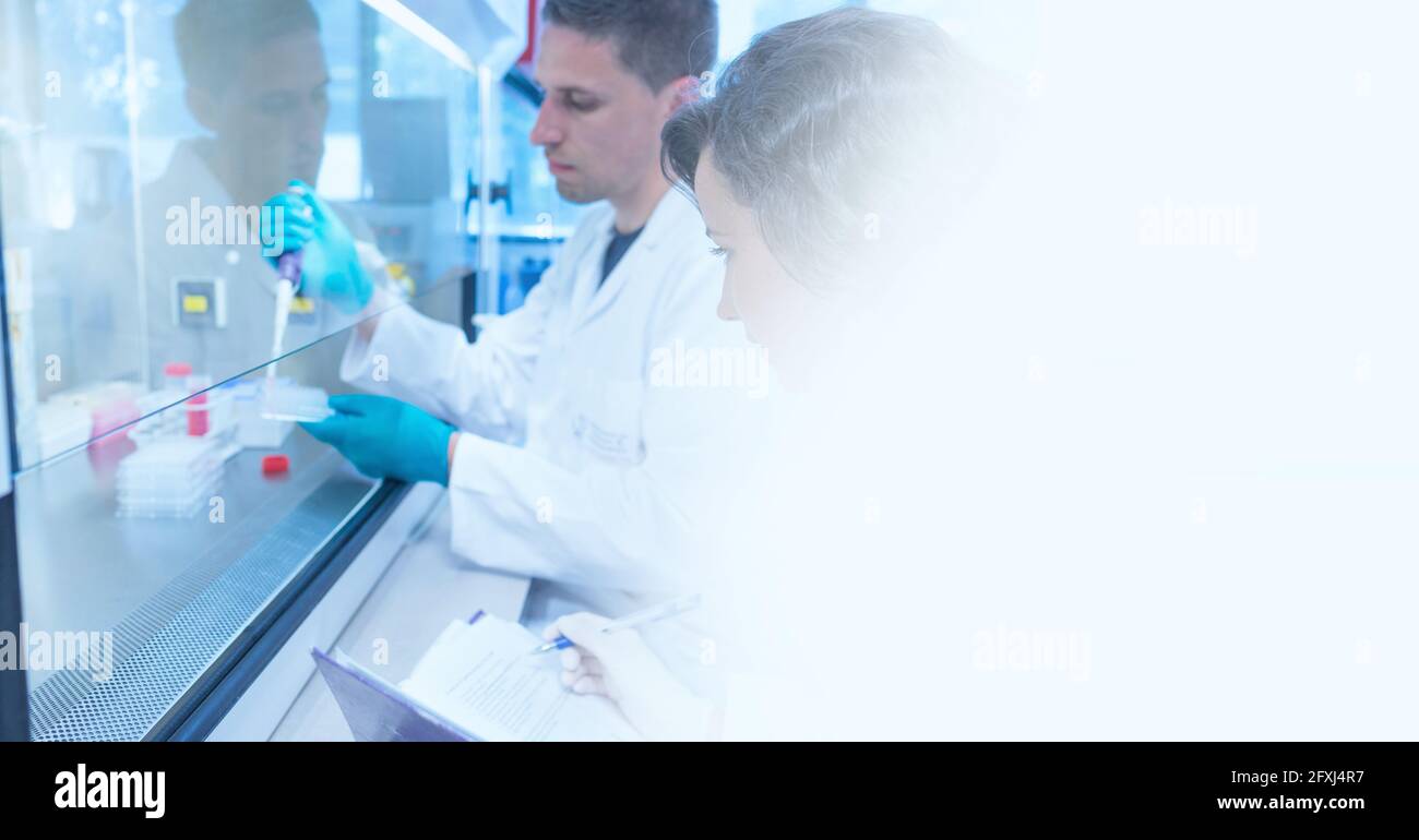 Composizione di tecnici di laboratorio maschili e femminili al lavoro, con spazio di copia bianco sfocato a destra Foto Stock