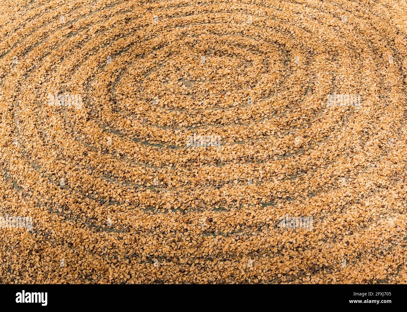 Kona Coffee Beans Drying in the Sun, Holualoa, Hawaii, USA Foto Stock