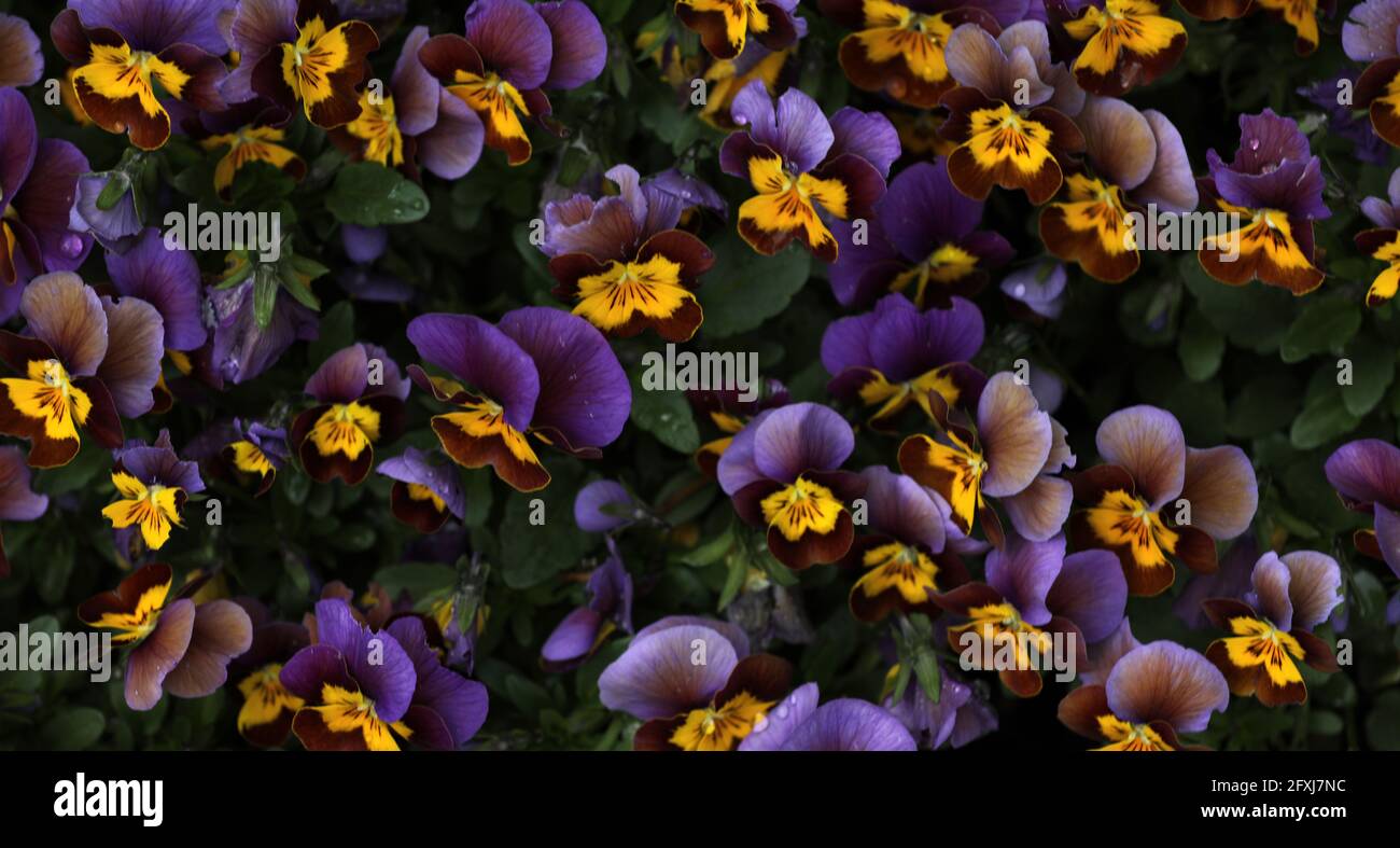 Viola viola in fiore nel giardino Foto Stock