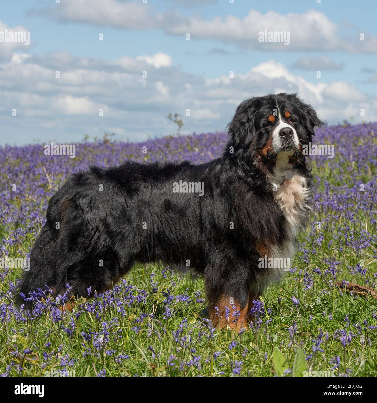 Bovaro del Bernese Foto Stock