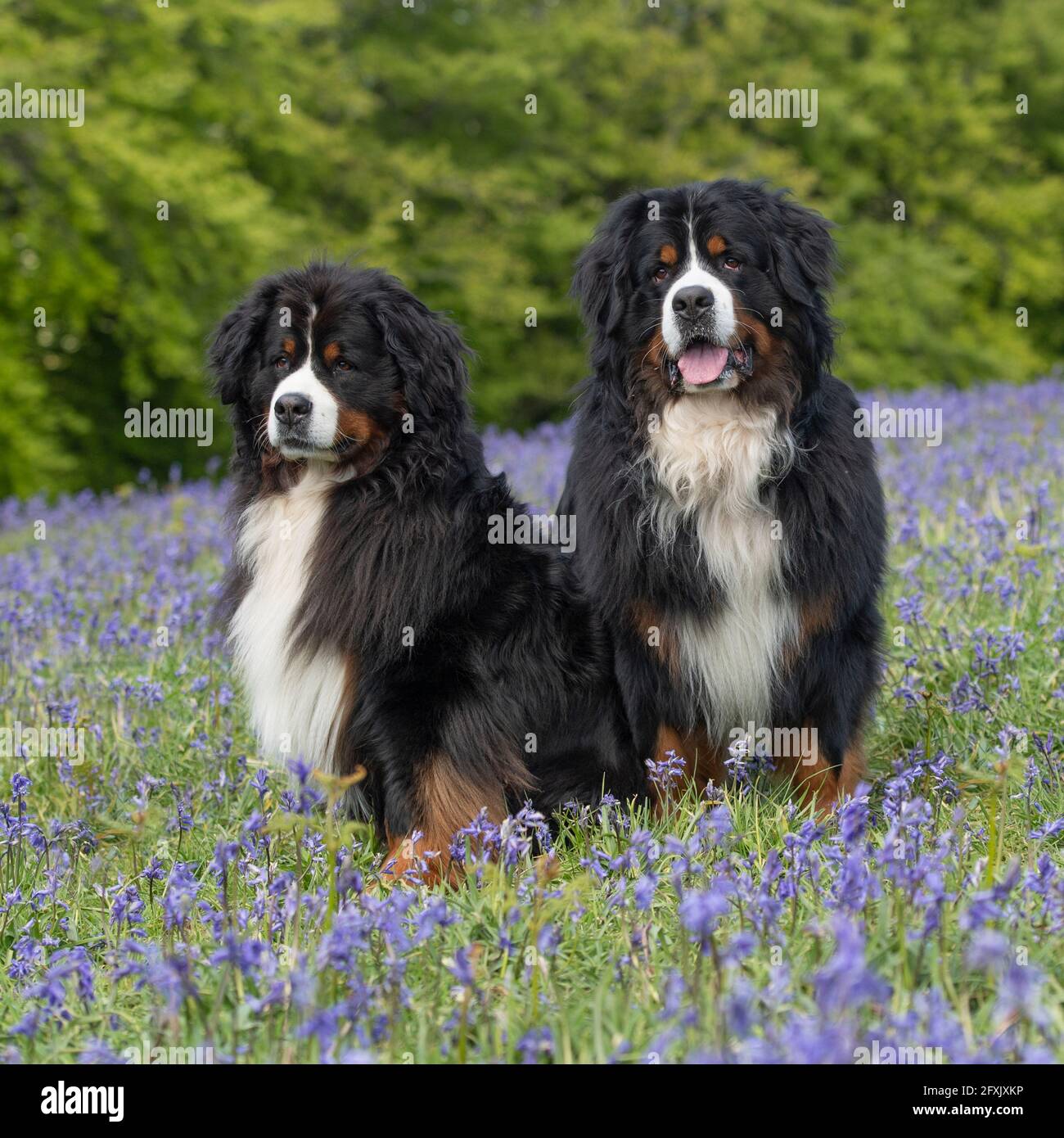 Bovaro del Bernese Foto Stock