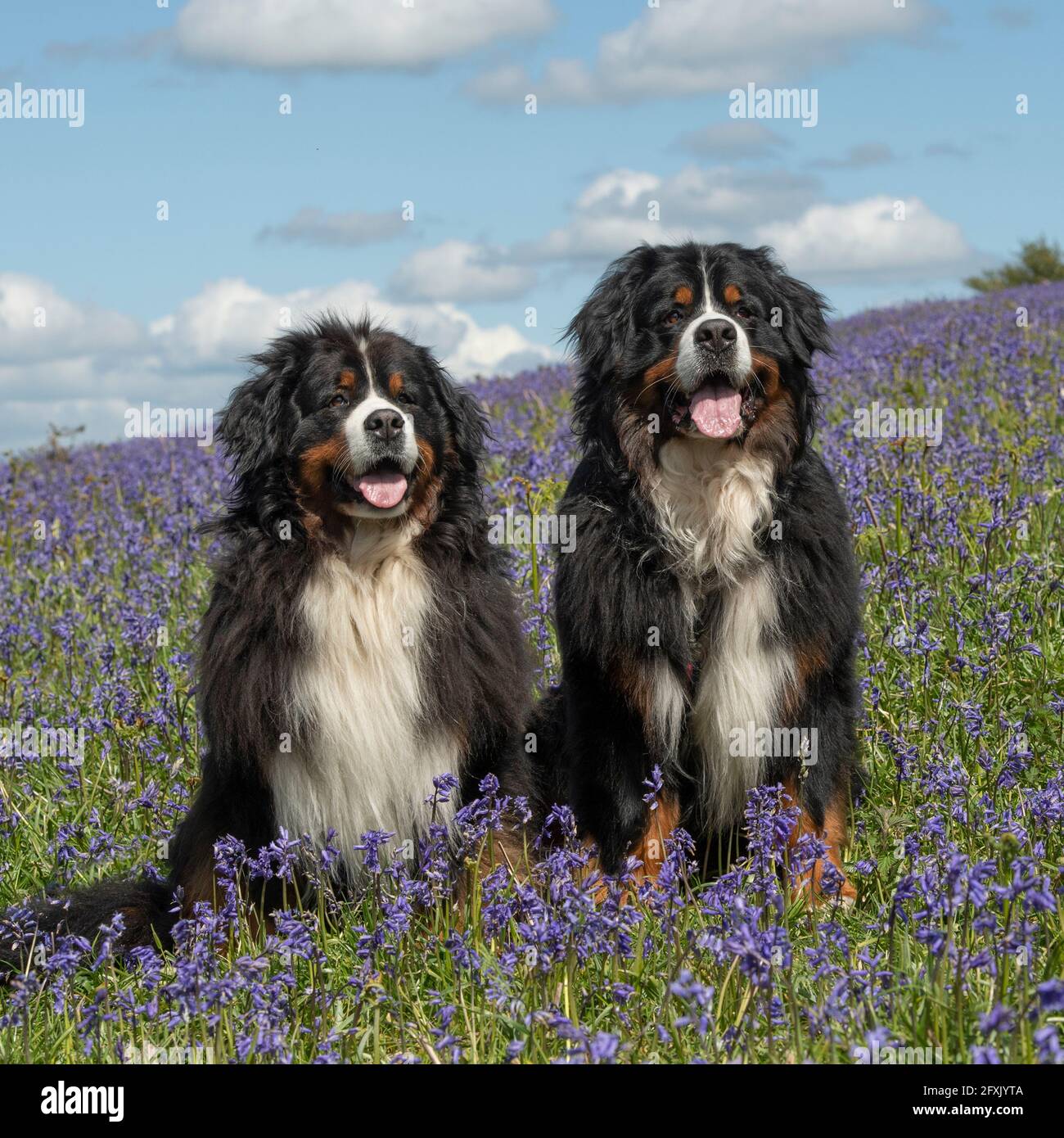 Bovaro del Bernese Foto Stock