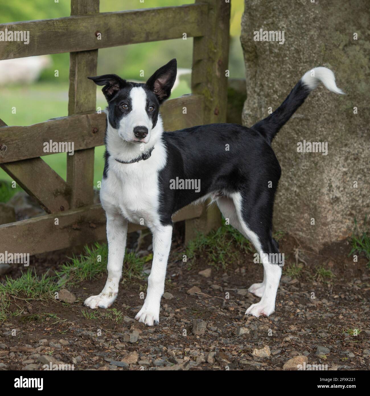 collie di bordo, cane di pecora Foto Stock