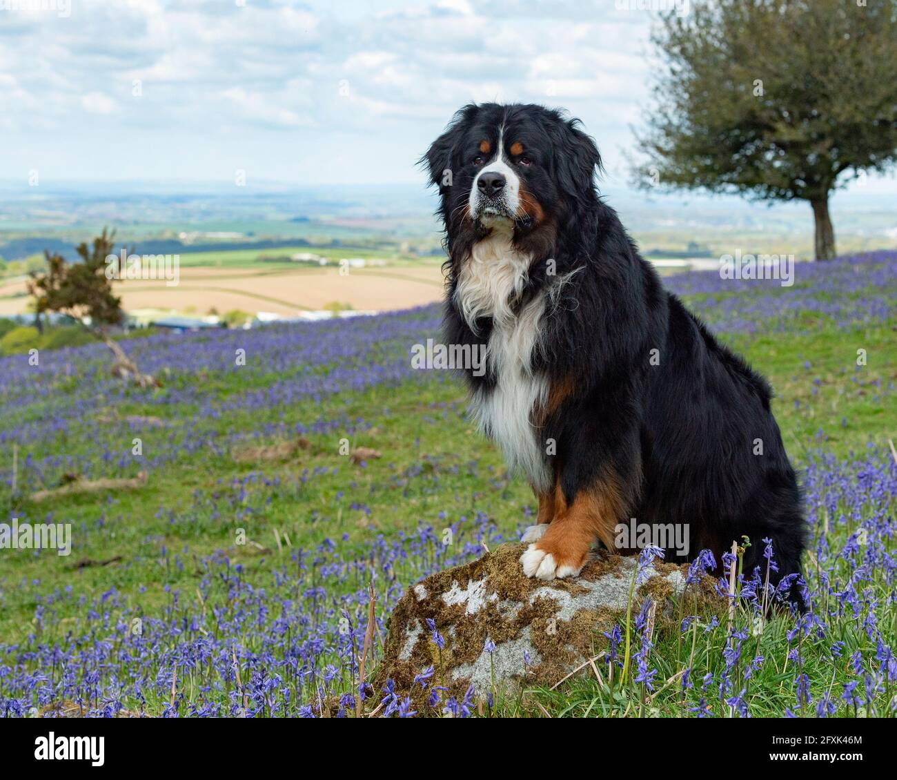 Bovaro del Bernese Foto Stock