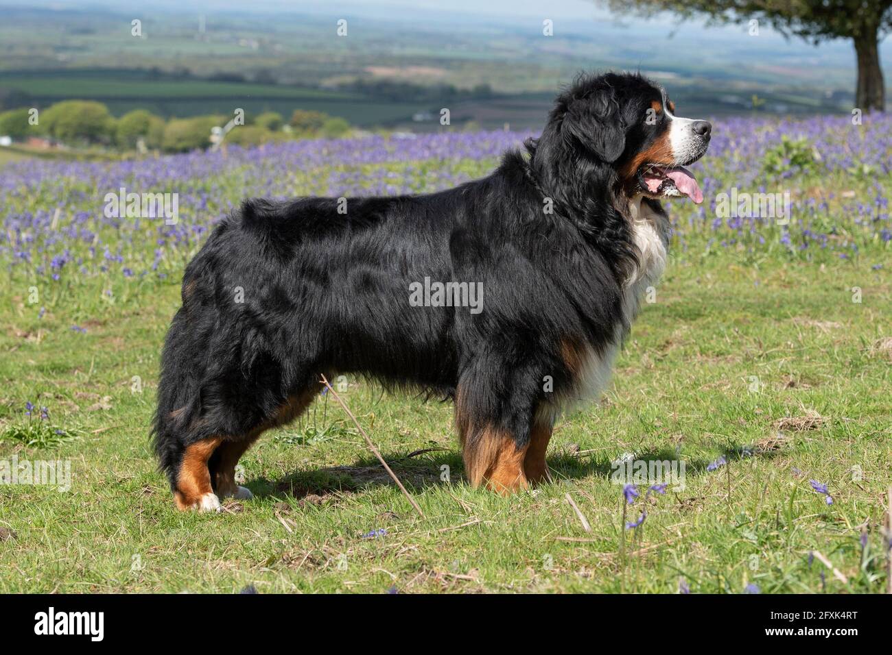 Bovaro del Bernese Foto Stock