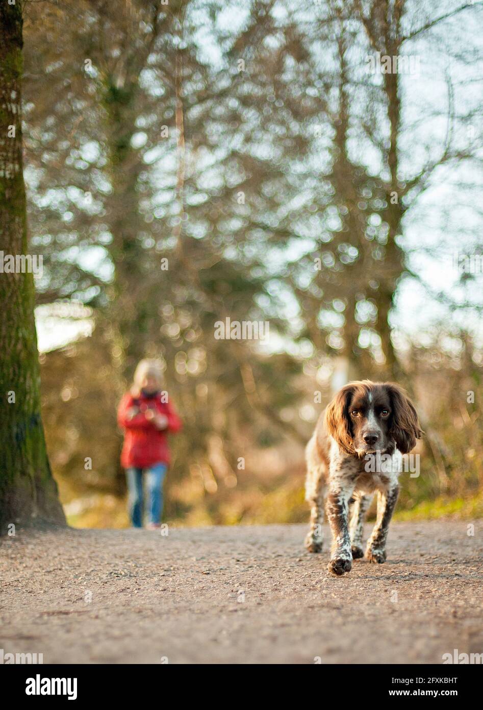 Mans migliore amico Foto Stock