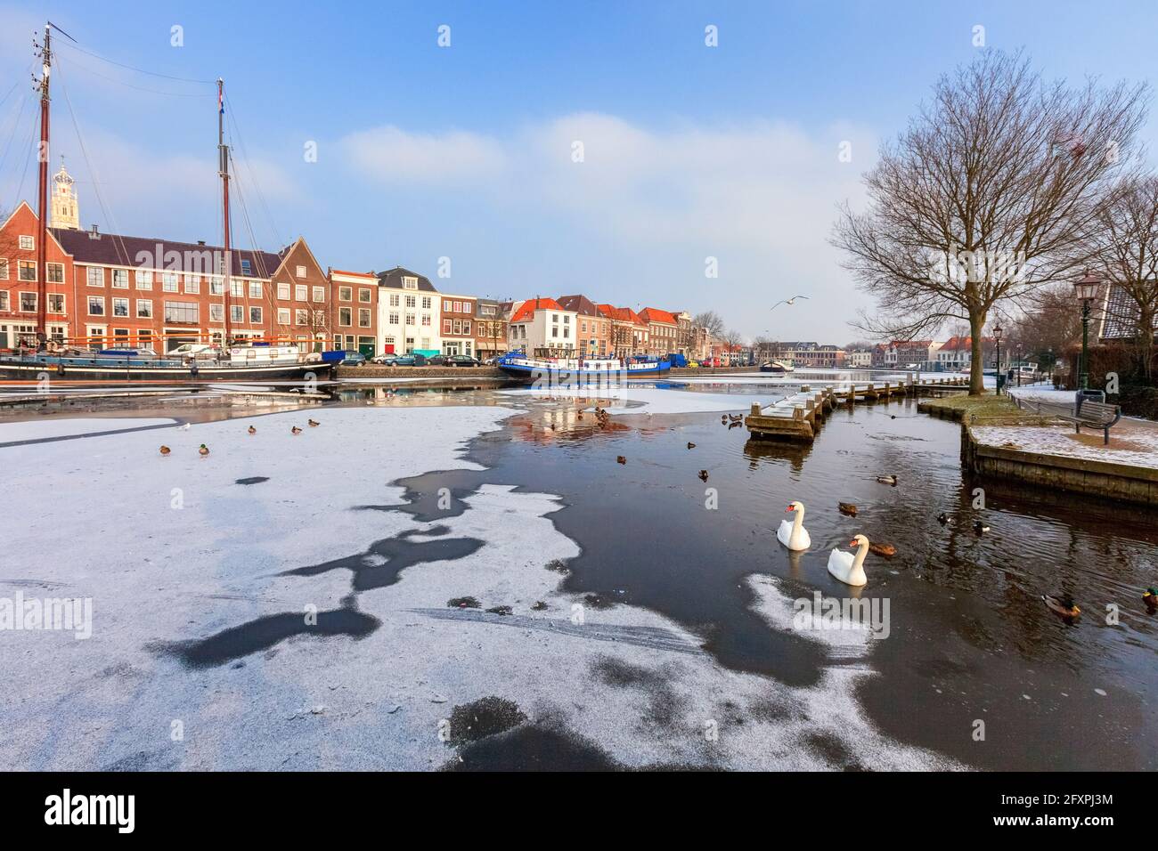 Cigni bianchi nelle acque congelate del canale fluviale Spaarne, Haarlem, distretto di Amsterdam, Olanda settentrionale, Paesi Bassi, Europa Foto Stock
