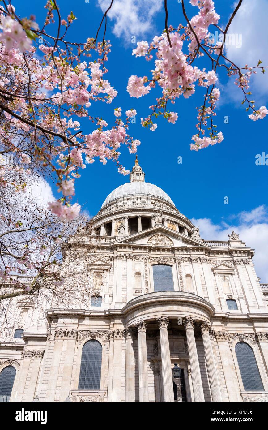 Cattedrale di San Paolo con fiori di ciliegio in primavera, Londra, Inghilterra, Regno Unito, Europa Foto Stock