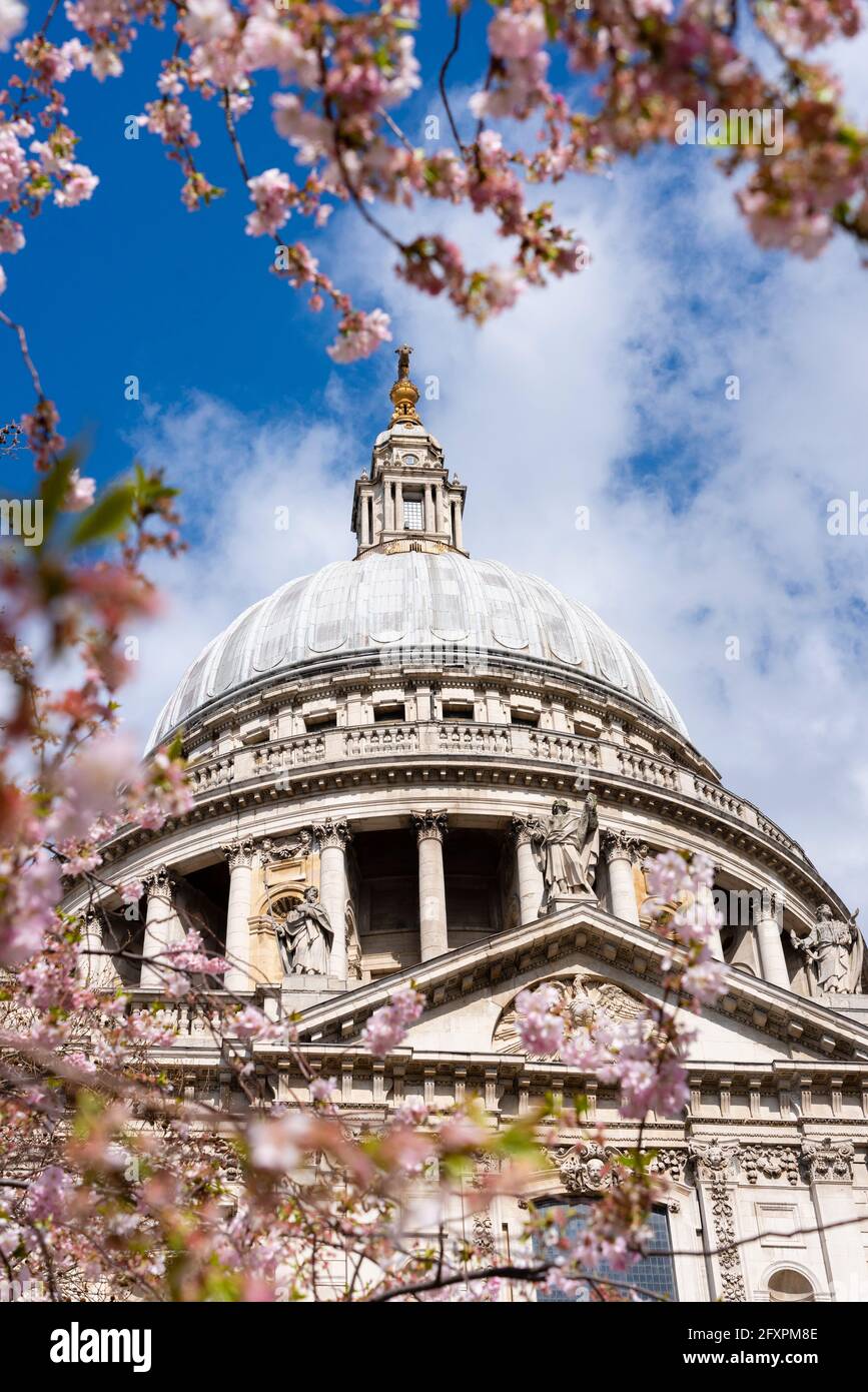 Cattedrale di San Paolo con fiori di ciliegio in primavera, Londra, Inghilterra, Regno Unito, Europa Foto Stock