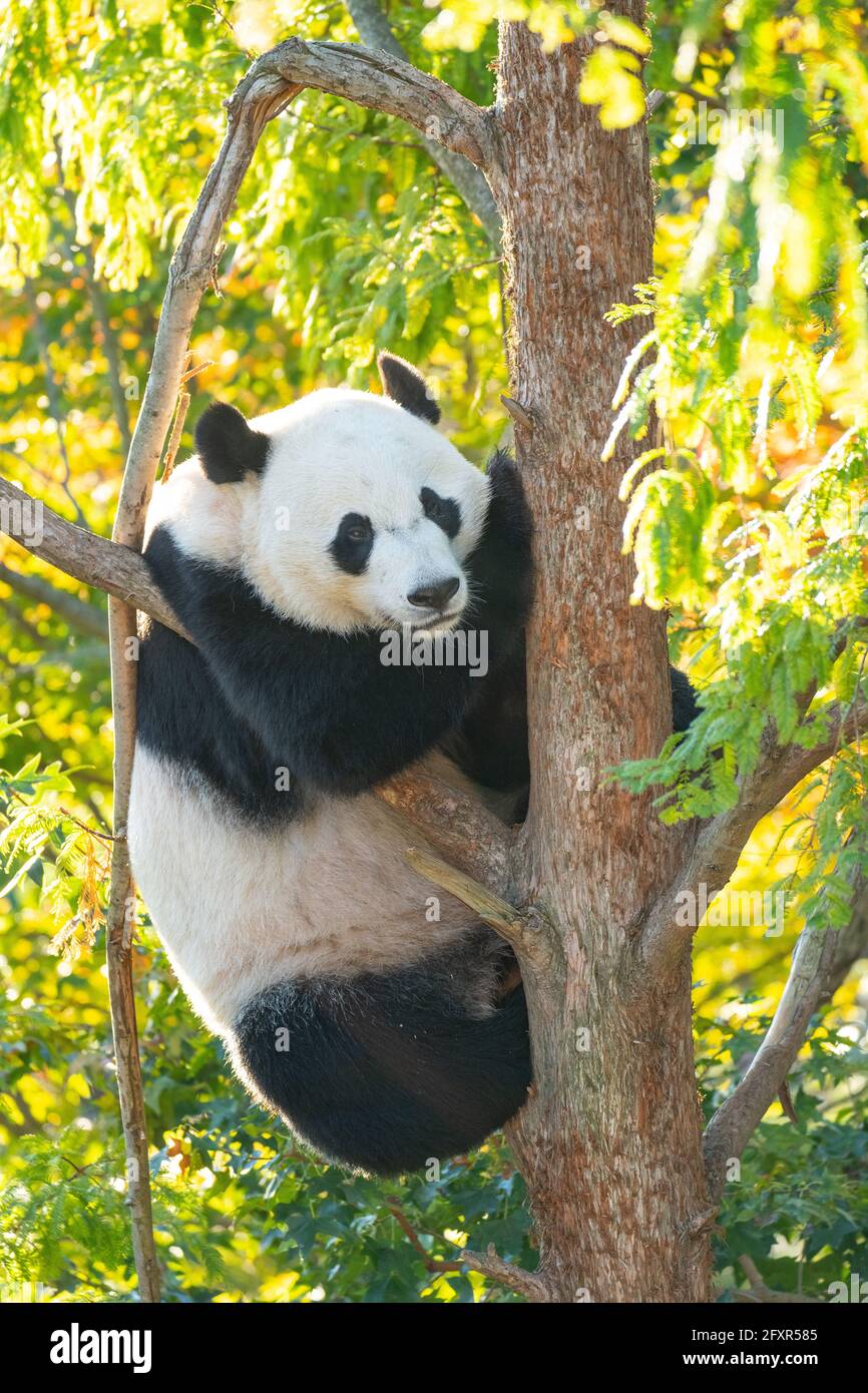 Bei bei il panda gigante sale un albero nel suo recinto allo Smithsonian  National Zoo di Washington DC, Stati Uniti d'America, Nord America Foto  stock - Alamy