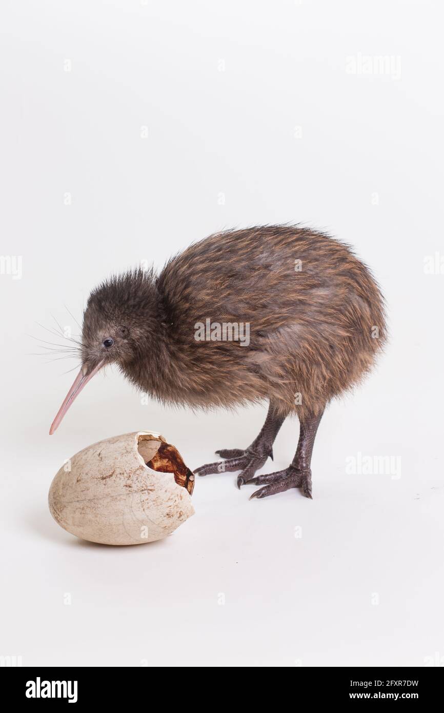 Un piccolo uccello kiwi cazzo accanto all'uovo da cui ha sbattuto, Smithsonian National Zoo's Conservation Institute, Virginia, USA, Nord America Foto Stock