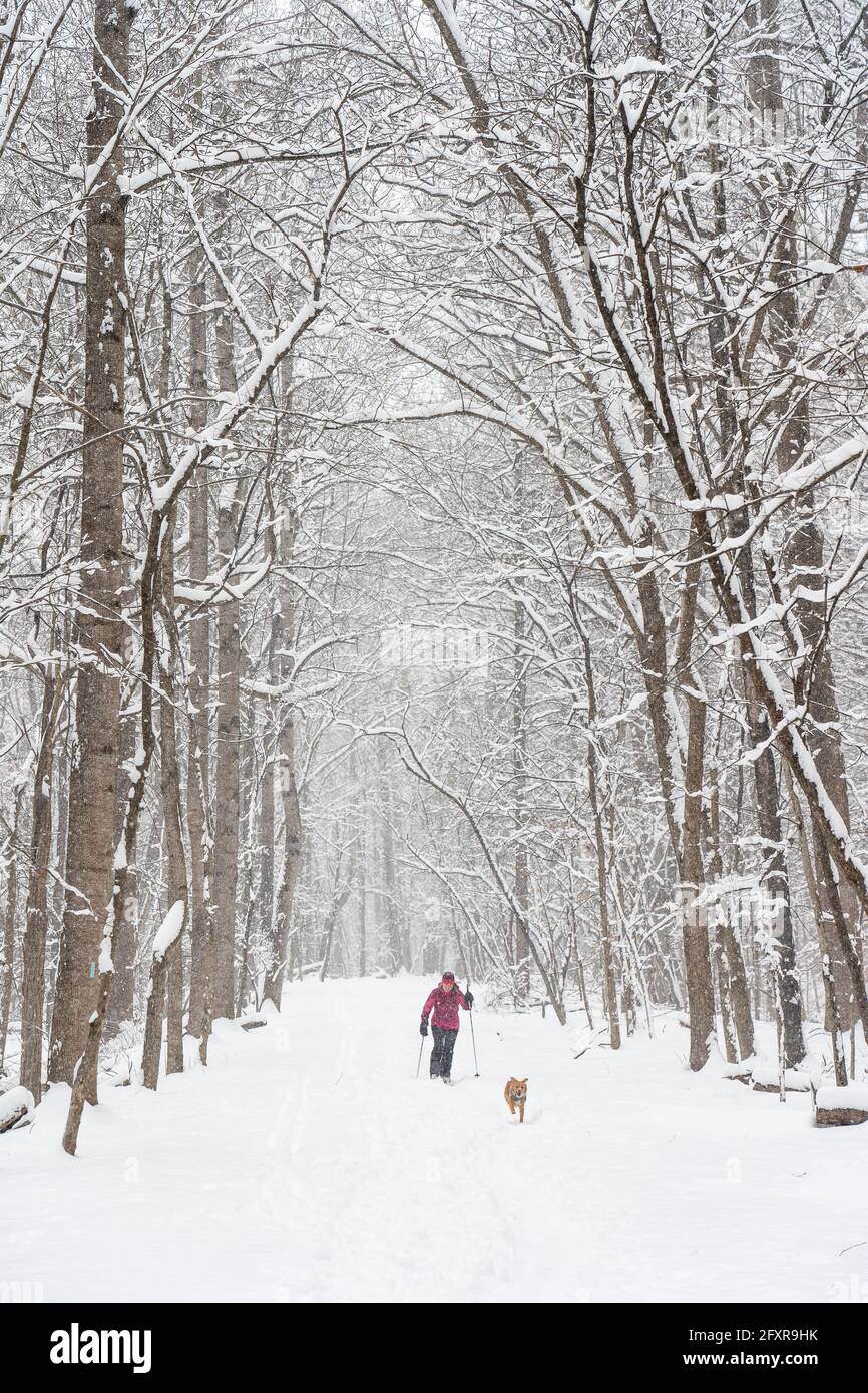 Jennifer Jordan e il cane Jack sci di fondo la Berma Road vicino Potomac, Maryland, Stati Uniti d'America, Nord America Foto Stock