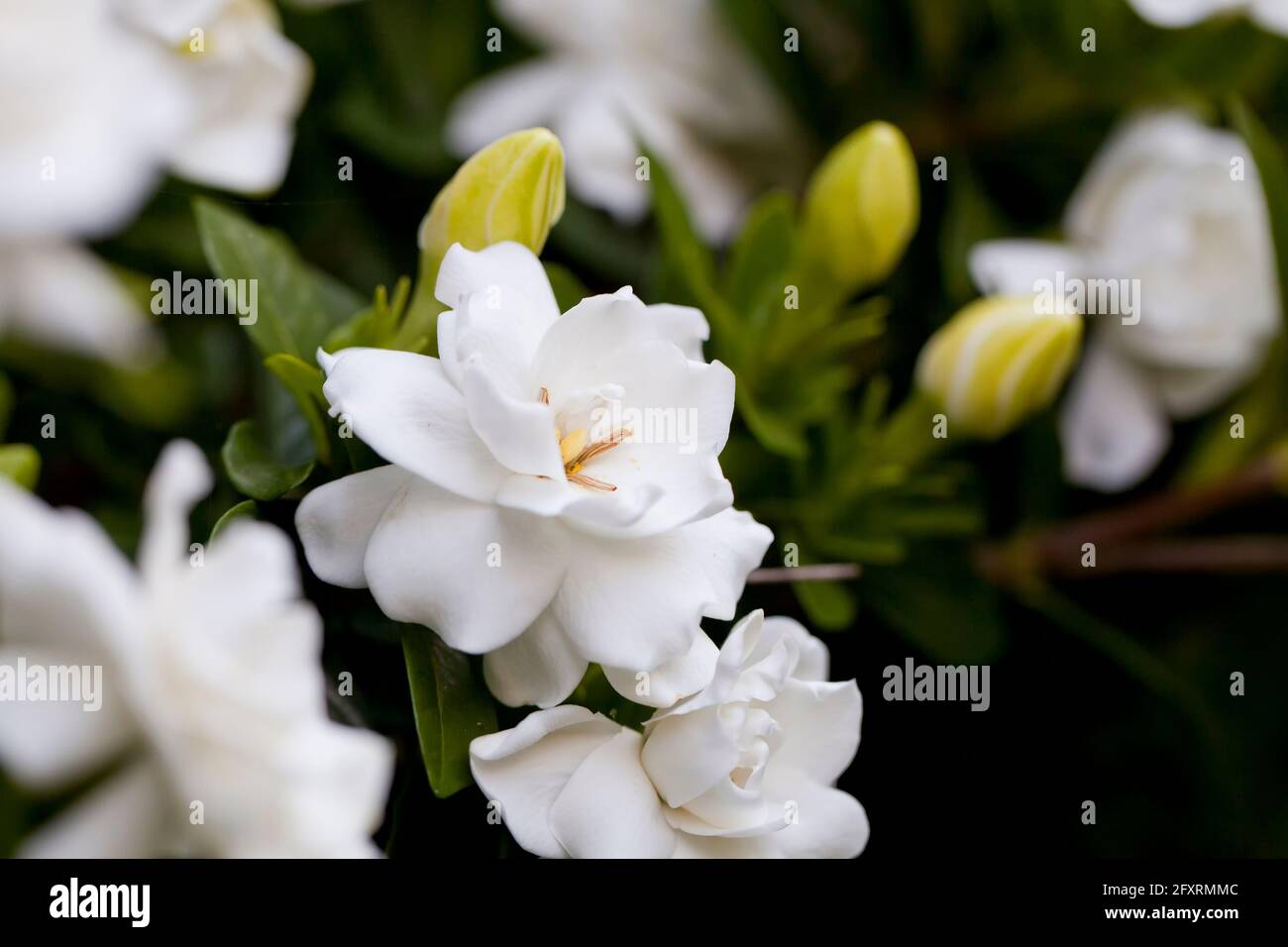 Fragranti fiori bianchi della gardenia, aka cape jasmine, cape jessamine, danh-danh (Gardenia jasminoides) Foto Stock