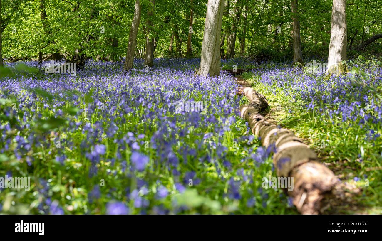 Fiori selvatici Essex che crescono in boschi in primavera con alberi in una scena rurale raffigurante l'eleganza e la bellezza della natura in Inghilterra, Regno Unito Foto Stock