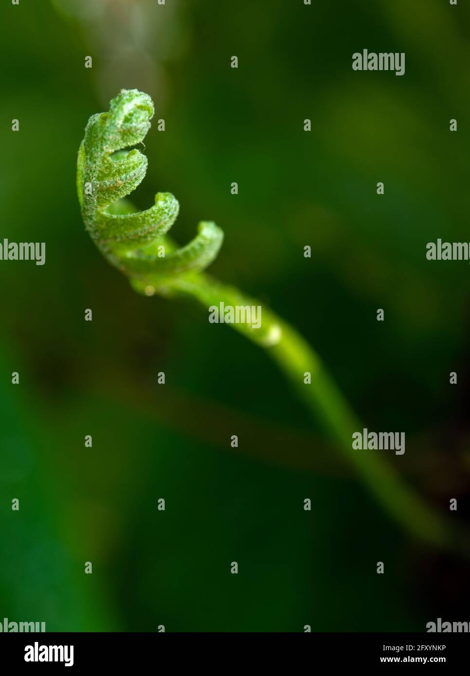Primo piano foglie verdi fresche di quercia-foglia felce su sfondo naturale Foto Stock