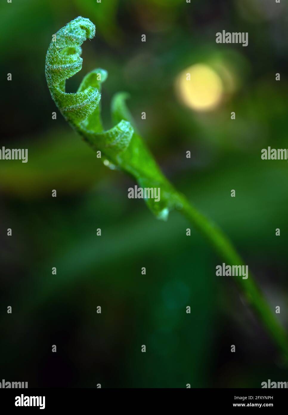 Primo piano foglie verdi fresche di quercia-foglia felce su sfondo naturale Foto Stock