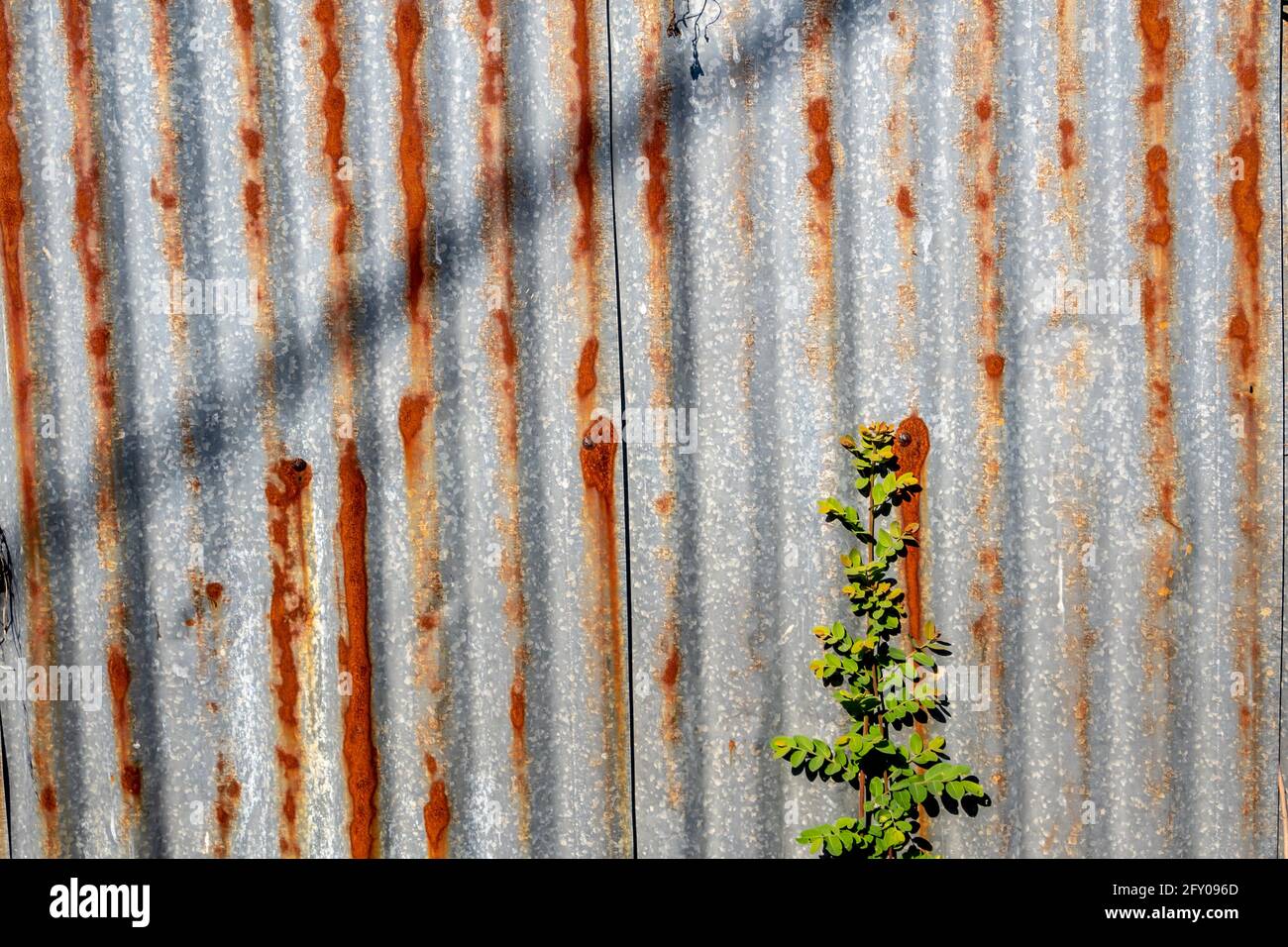 La recinzione in acciaio galvanizzato si arrugginisce e si corrodono con  l'erbaccia davanti Foto stock - Alamy