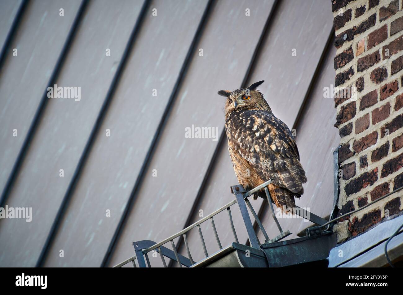 Aquila-gufo eurasiatico (Bubo bubo) seduto sul tetto di una chiesa, Heinsberg, Nord Reno-Westfalia, Germania Foto Stock