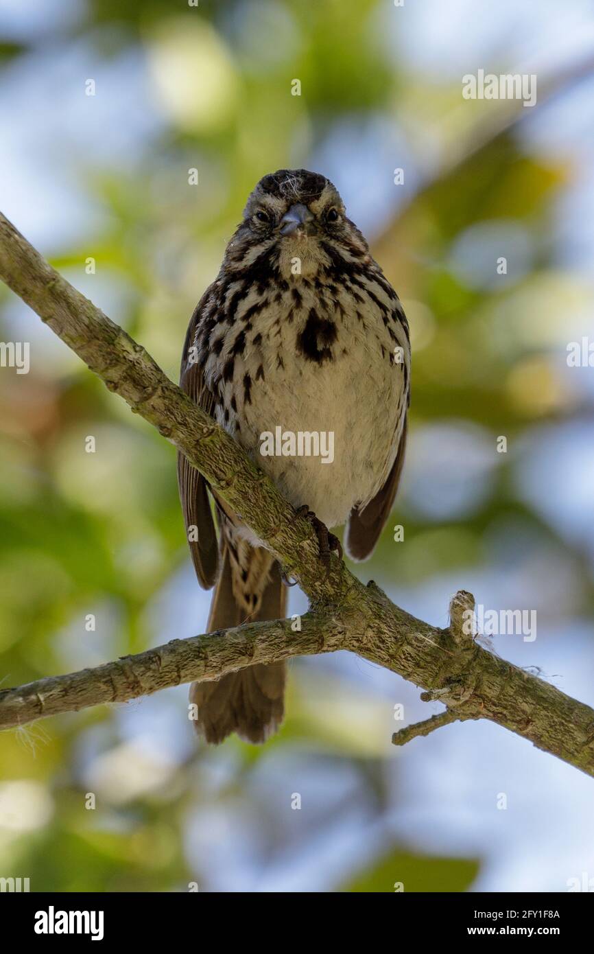 Song Sparrow appollaiato su un albero. Foothills Park, Santa Clara County, California, Stati Uniti. Foto Stock