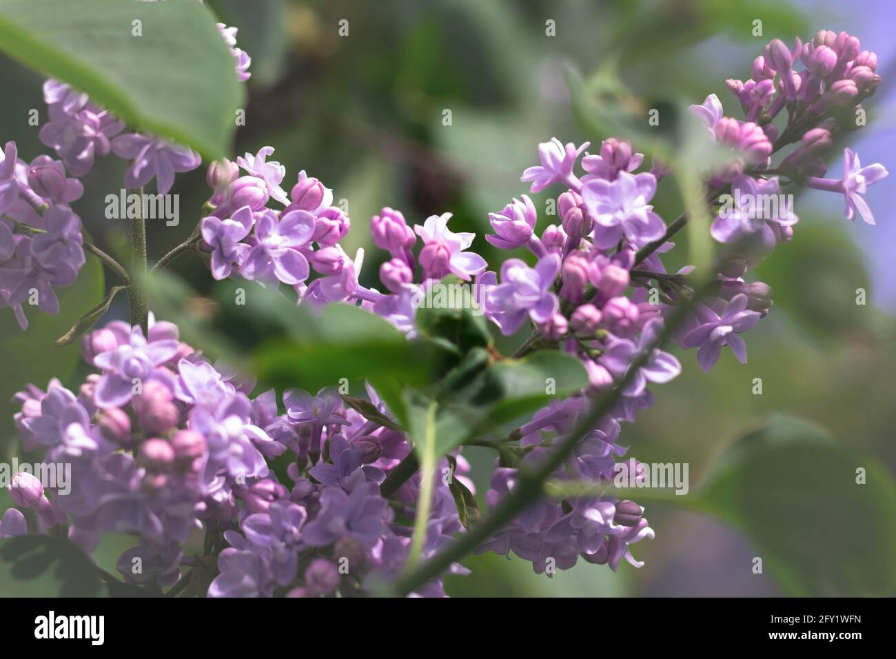 Fiori di lilla viola in fiore con un delicato effetto di messa a fuoco. Foto Stock