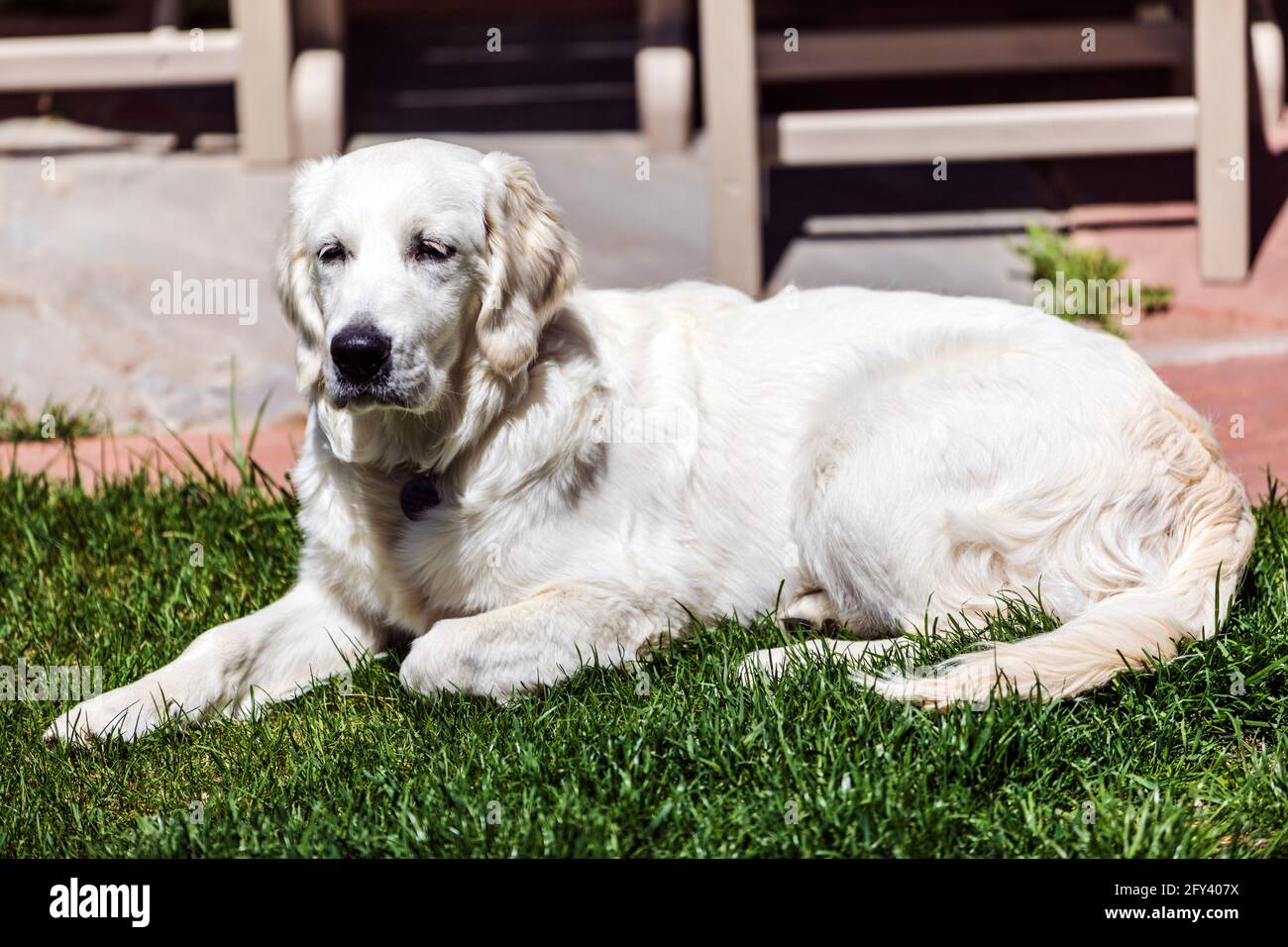 Sei mesi di platino, o crema colorato Golden Retriever cucciolo. Foto Stock