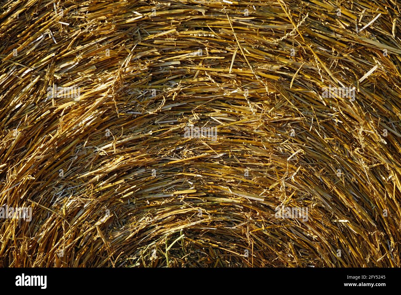 Balla di paglia grande su campo di stoppie a Northrhine-Westfalia, Germania. Großer Strohballen auf Stoppelfeid a Nordrhein-Wesfalen, Germania. Agosto 2020. Foto Stock