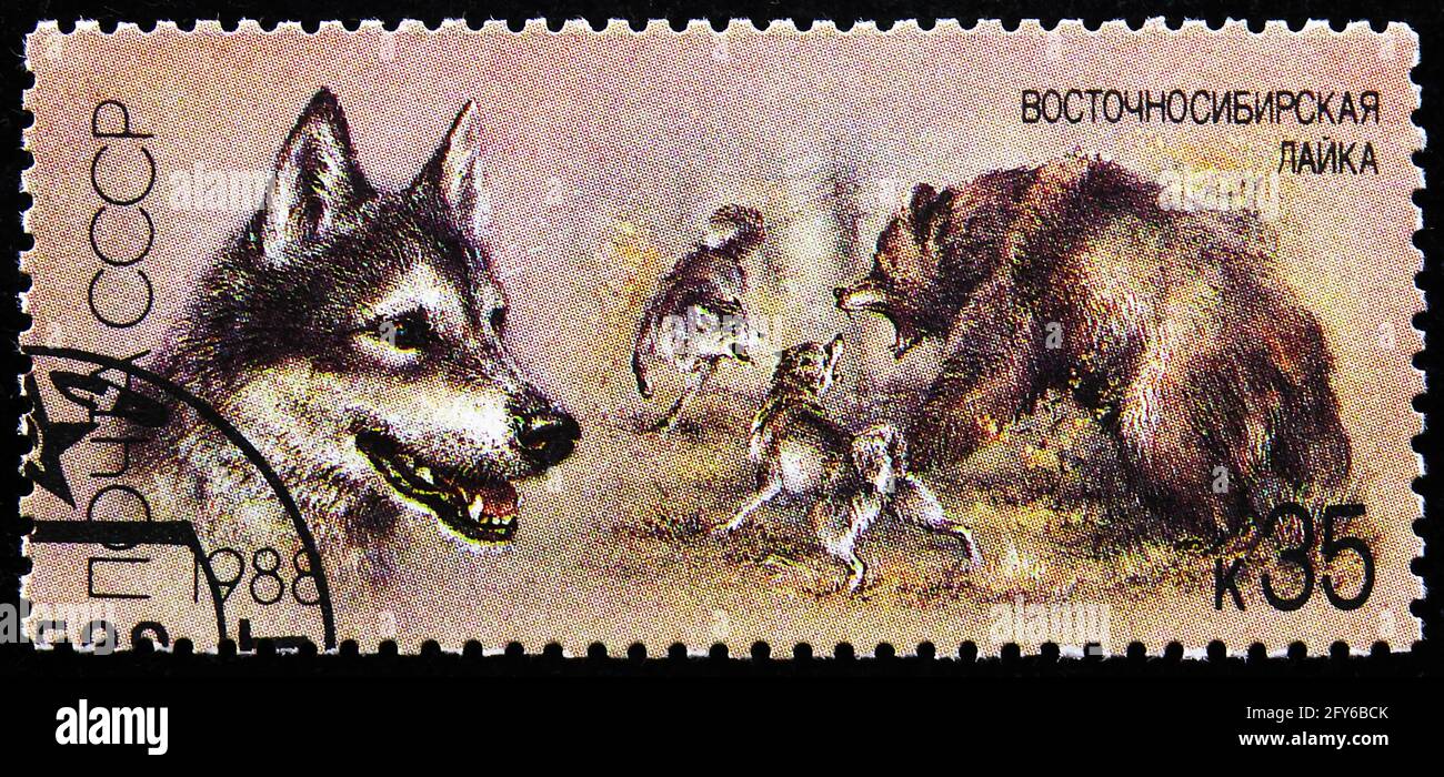 MOSCA, RUSSIA - 31 AGOSTO 2019: Francobollo stampato in Unione Sovietica (Russia) mostra Laika siberiana orientale (Canis lupus familiaris), cani da caccia seri Foto Stock