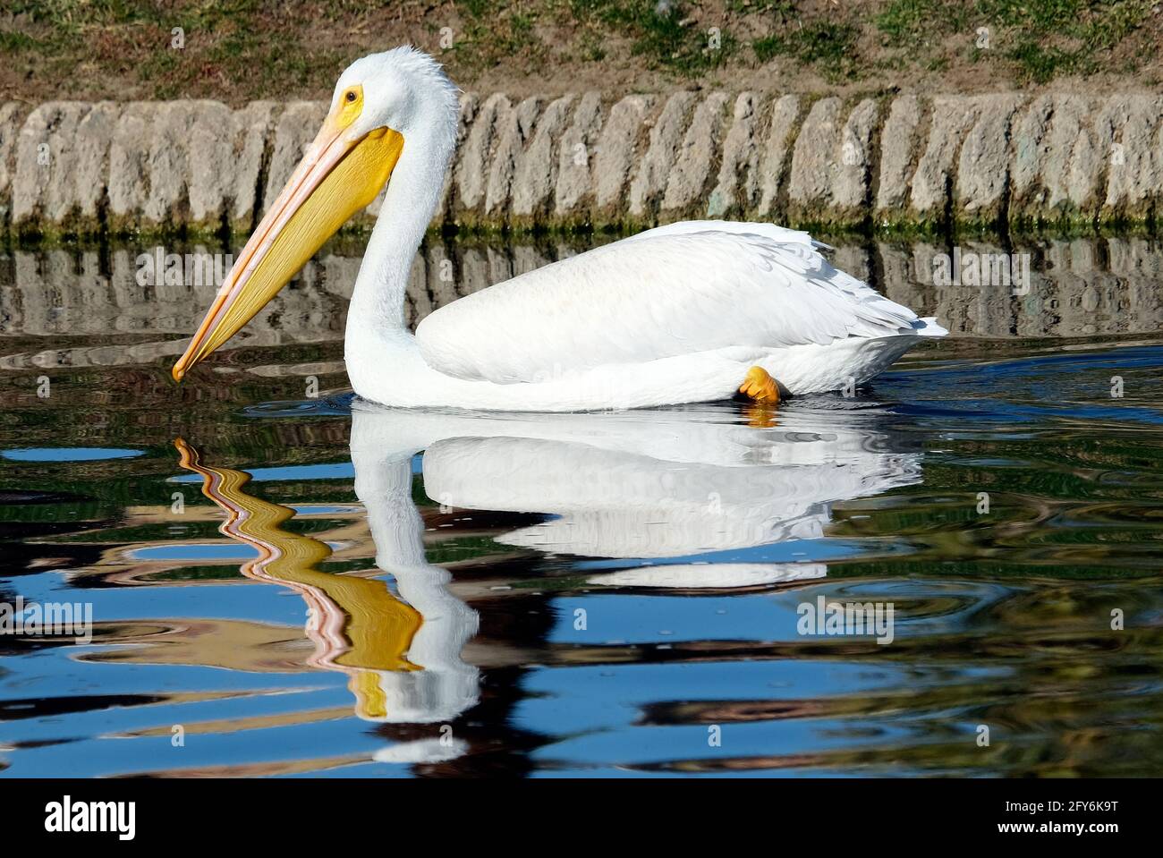Pellicano bianco americano (Pelecanus erythrorhynchos), Pellicano di acqua dolce, uccelli Foto Stock