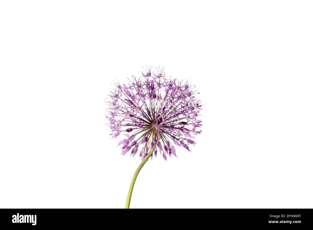 Bel fiore di allio su sfondo bianco. Pianta decorativa Allium o Giant Onion su banner a tema floreale. Foto Stock