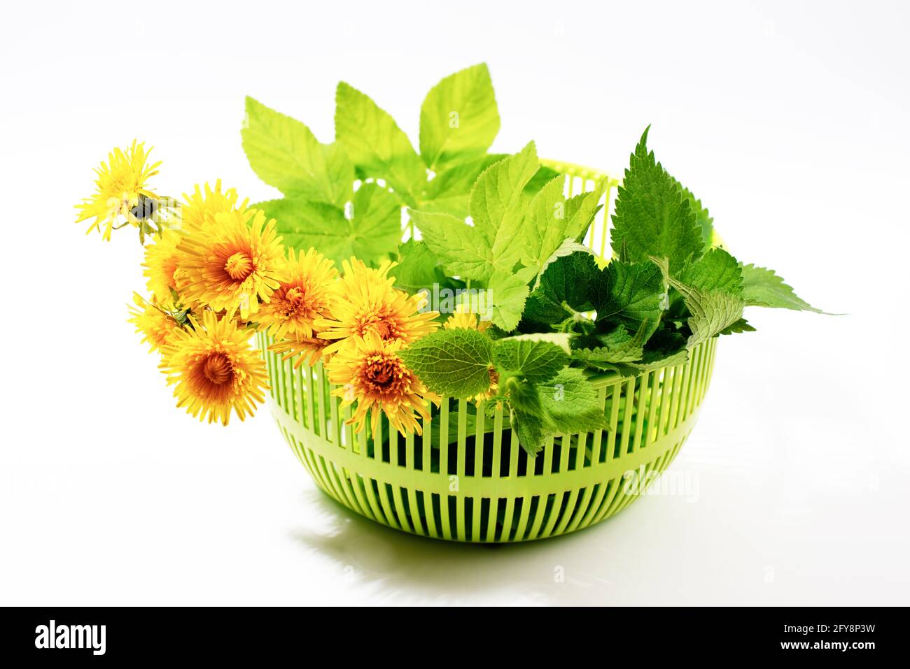 Goutweed, ortica, dente di leone in un cesto, isolato su sfondo bianco. Prime erbe selvatiche di primavera utili nella cura della pelle. Piante per cosmetici fatti in casa. Foto Stock