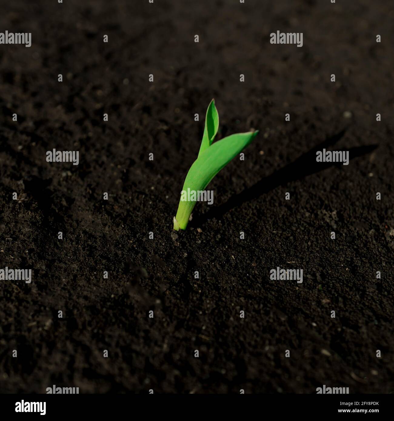 Giovane germinazione verde di mais da terreno fertile Foto Stock