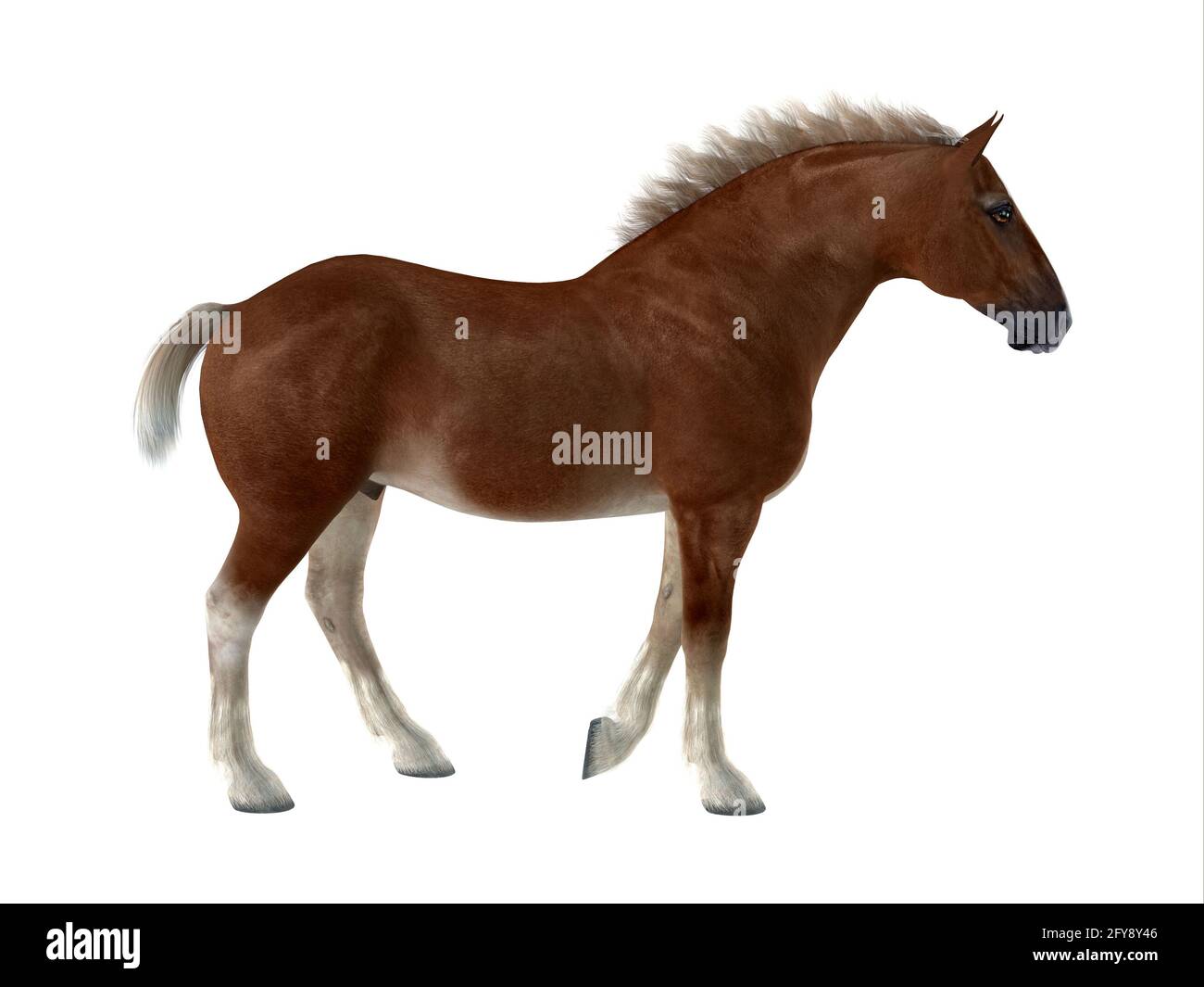 Il belga è una razza distintiva di cavalli sviluppata in Belgio come una pesante bozza per svolgere lavori agricoli. Foto Stock