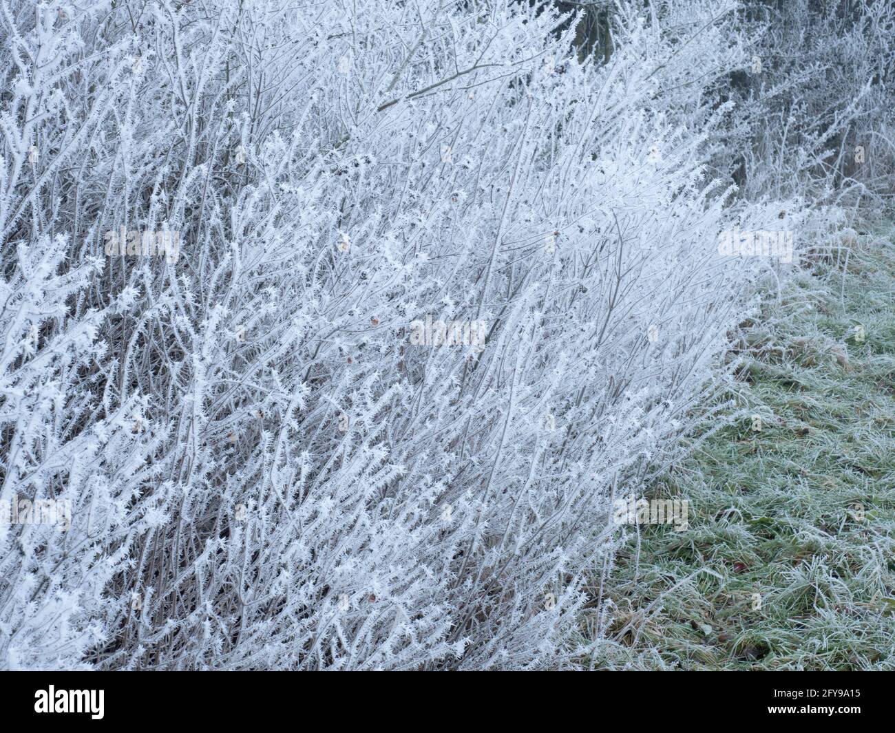 Vegetazione di hedgerow coperta in gelo di rime, Worcestershire, Regno Unito. Foto Stock