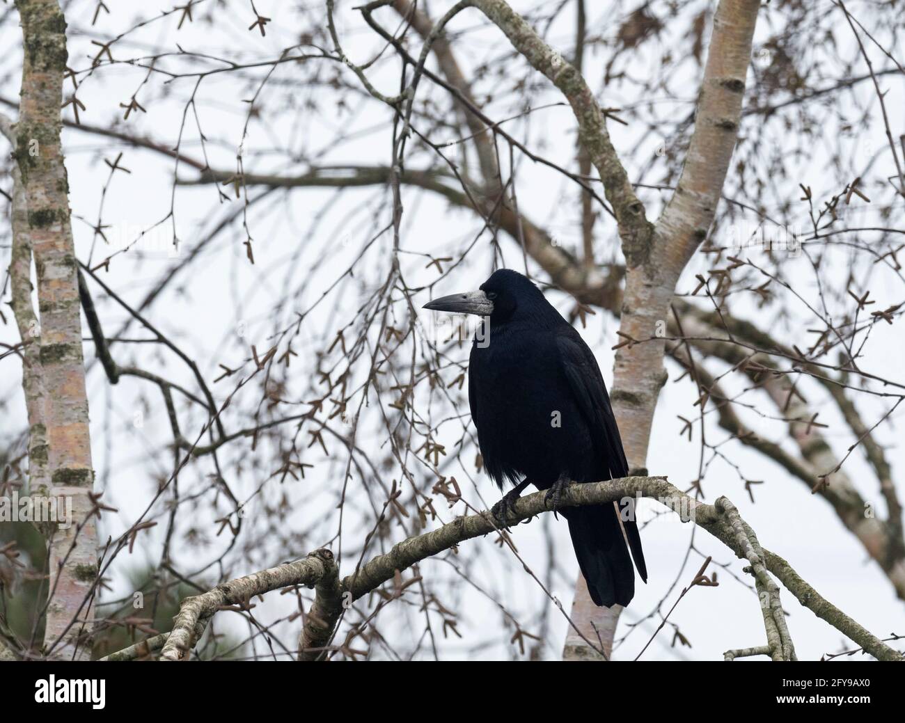 Rook, Corvus frugilegus, singolo adulto arroccato in Silver Birch Tree, Worcestershire, Regno Unito. Foto Stock