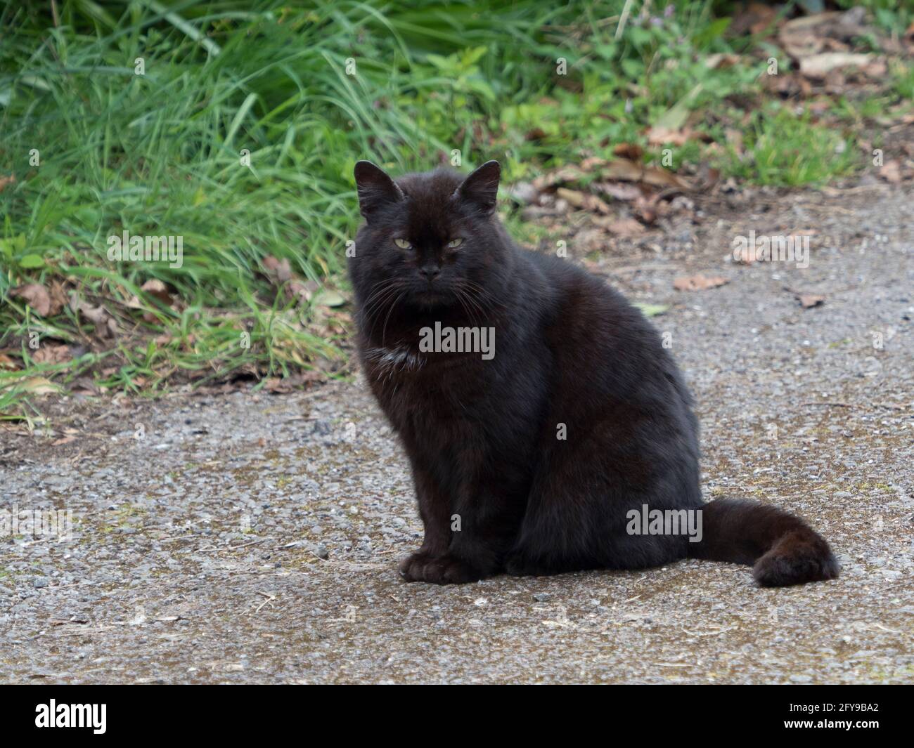 Gatto domestico, ritratto di adulto seduto a terra in giardino, Worcestershire, Regno Unito. Foto Stock