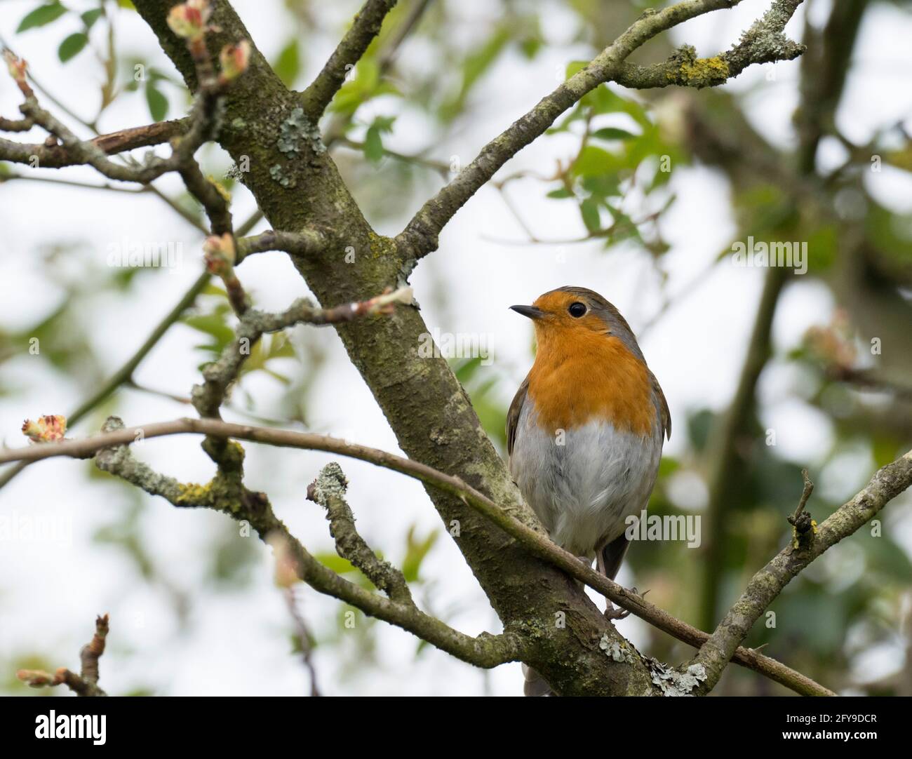 Robin, Erithacus rubecula, singolo adulto arroccato sulla filiale, Worcestershire, Regno Unito. Foto Stock