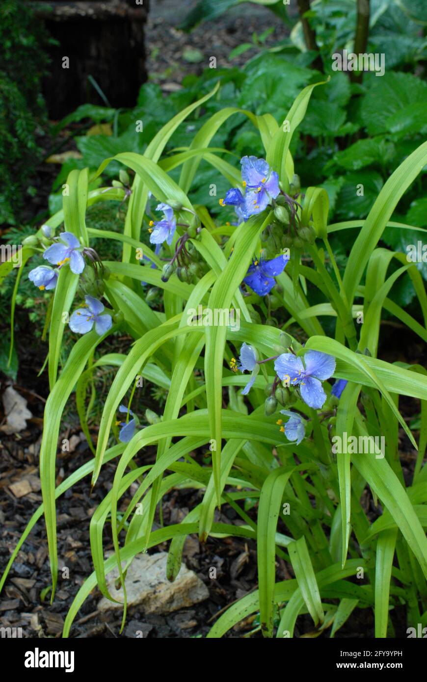 Tradescantia andersoniana "Weet Kate" Foto Stock