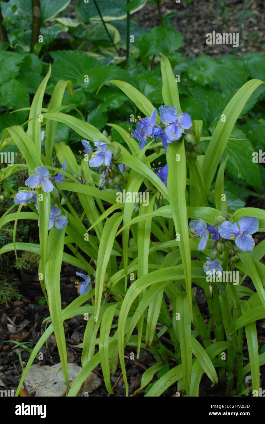 Tradescantia andersoniana "Weet Kate" Foto Stock