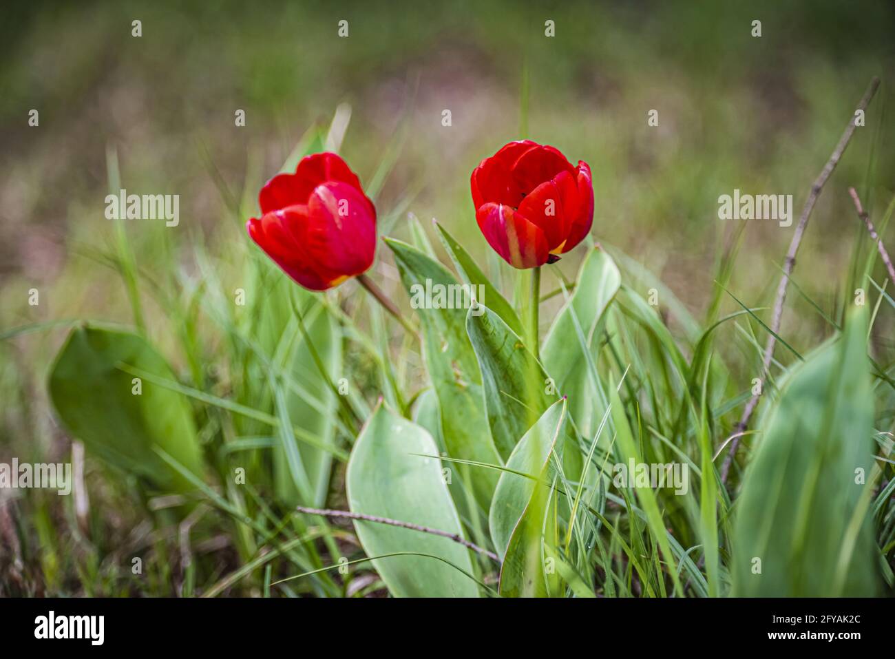 Tulipani rossi in primavera Foto Stock