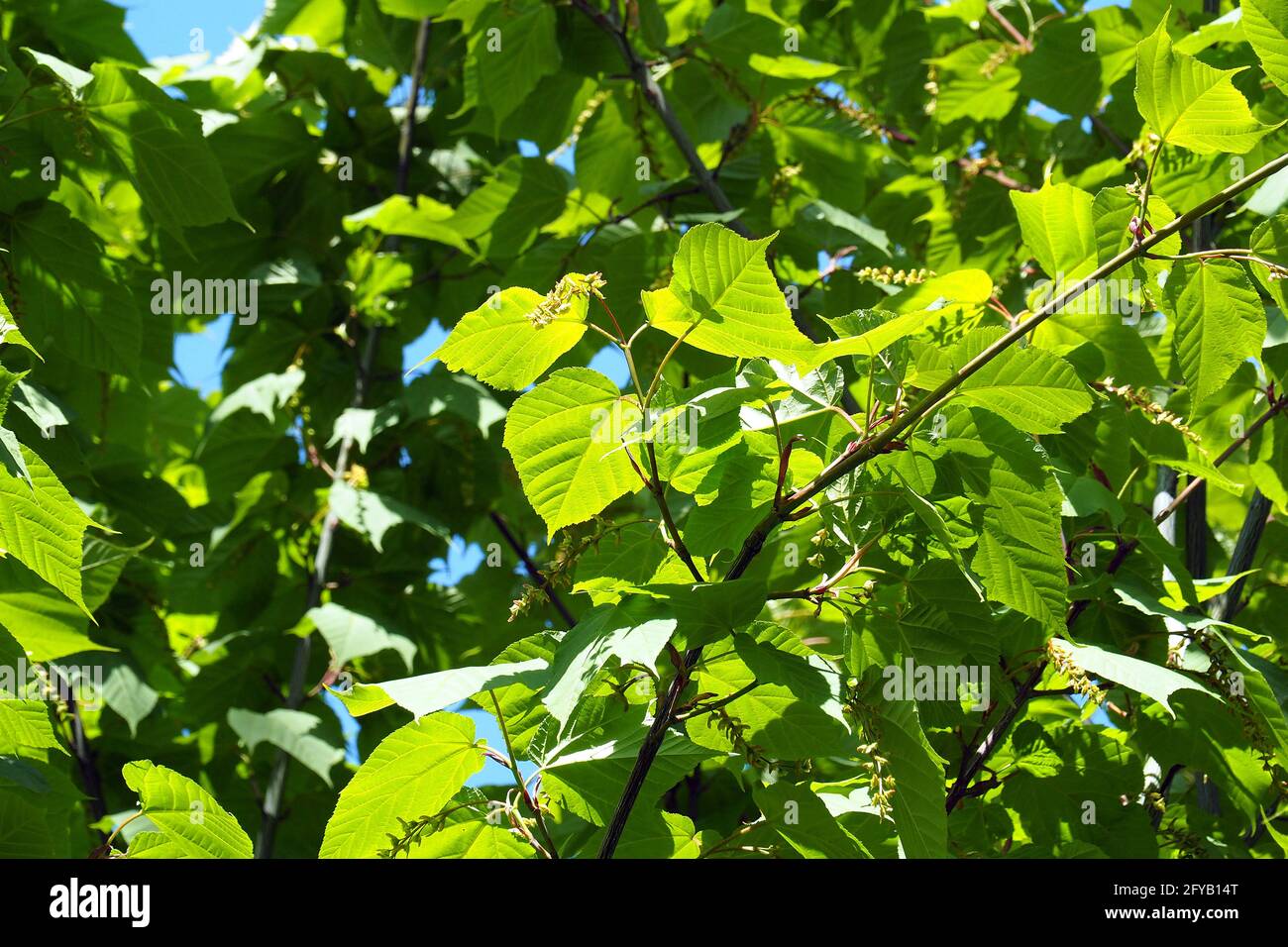 Acero a strisce, legno di fossato, acero di alce o acero di piede d'oca, Streifen-Ahorn, Acer pensylvanicum, pennsylvaniai juhar Foto Stock