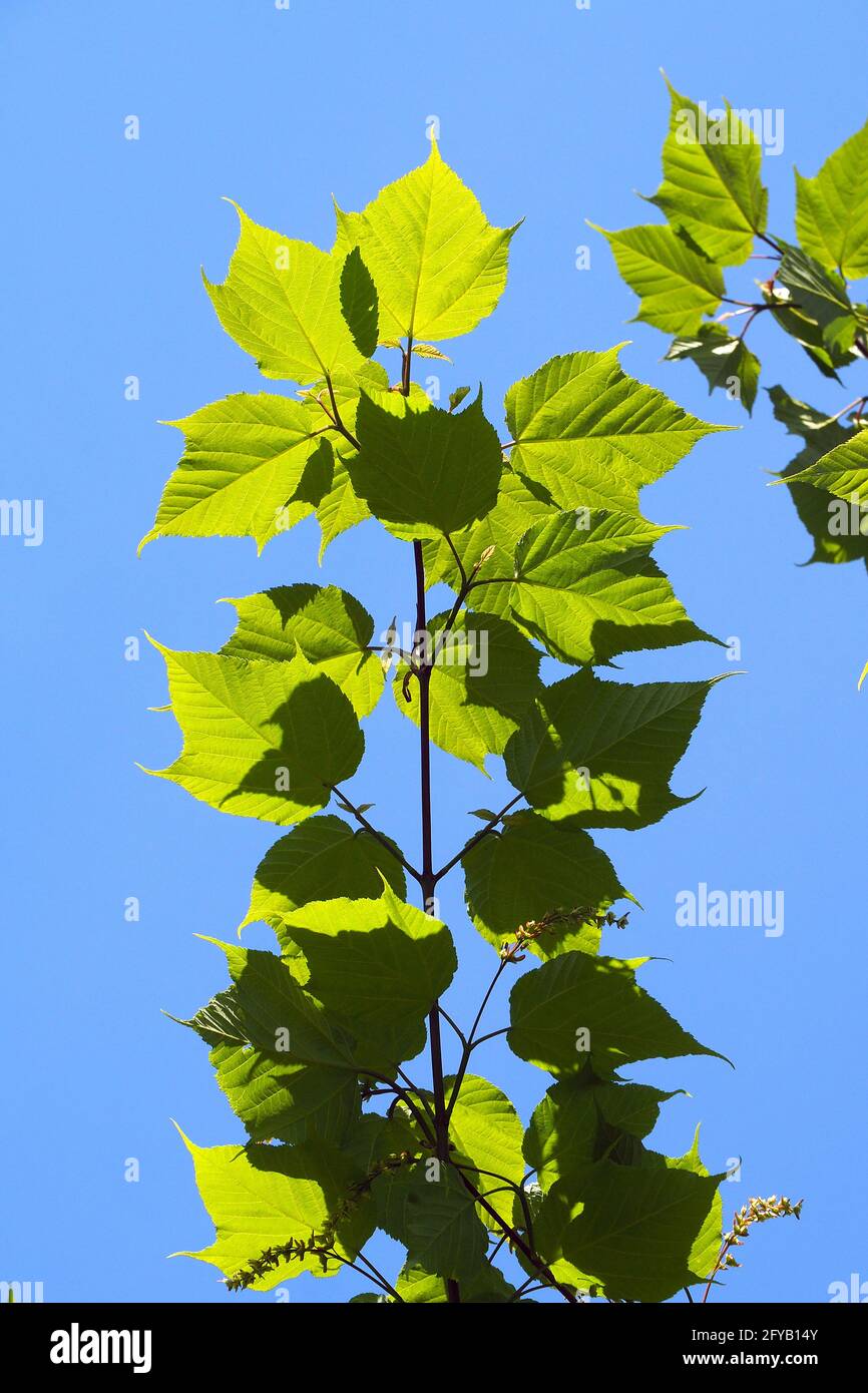 Acero a strisce, legno di fossato, acero di alce o acero di piede d'oca, Streifen-Ahorn, Acer pensylvanicum, pennsylvaniai juhar Foto Stock