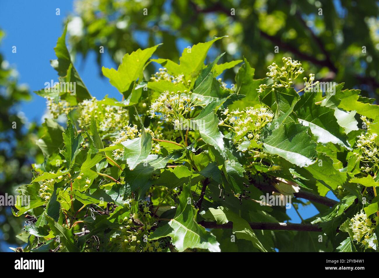 Acero tartaro o acero tartaro, Tatarischer Steppen-Ahorn, Érable de Tartarie, Acer tataricum, tatár juhar, Budapest, Ungheria, Magyarország, Europa Foto Stock