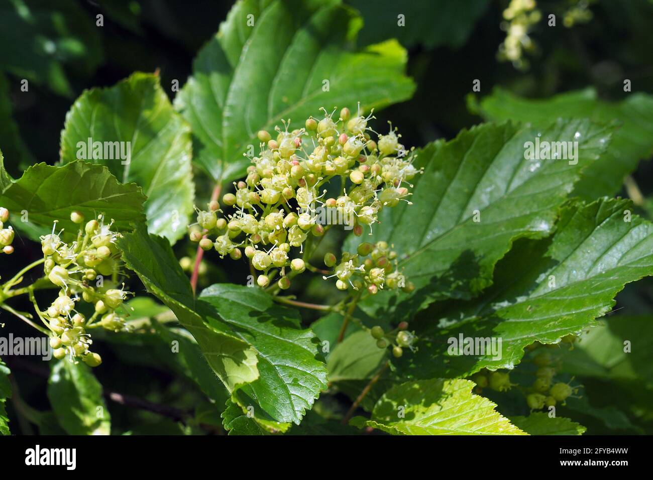 Acero tartaro o acero tartaro, Tatarischer Steppen-Ahorn, Érable de Tartarie, Acer tataricum, tatár juhar, Budapest, Ungheria, Magyarország, Europa Foto Stock