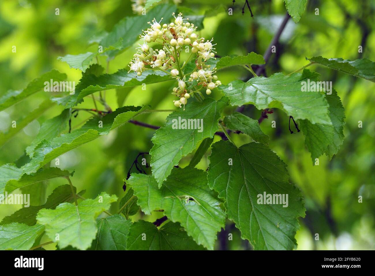 Acero tartaro o acero tartaro, Tatarischer Steppen-Ahorn, Érable de Tartarie, Acer tataricum, tatár juhar, Budapest, Ungheria, Magyarország, Europa Foto Stock